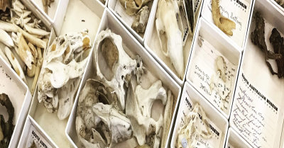 Biological sciences collection | SA Museum