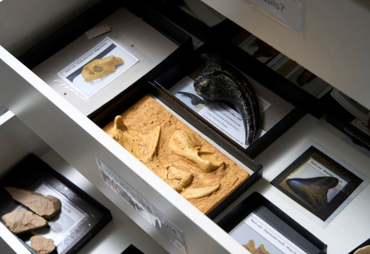 Top down view of draw with Museum fossil items