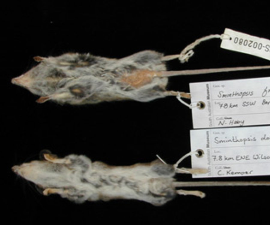 grey-bellied dunnarts