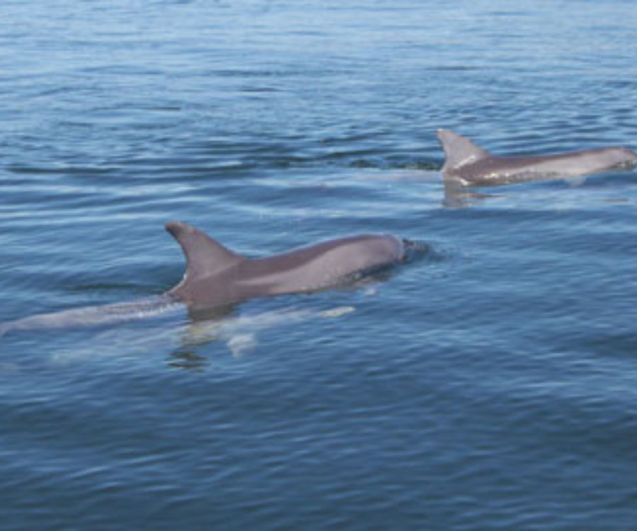 two indo-pacific bottlenose dolphins swimming